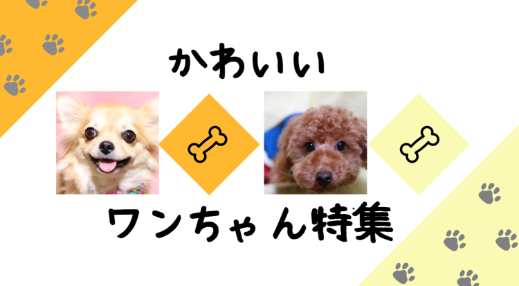 かわいいワンちゃん特集